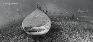 Lawnmower - This large Tigershark called Emma moves so mu... by Ken Kiefer 